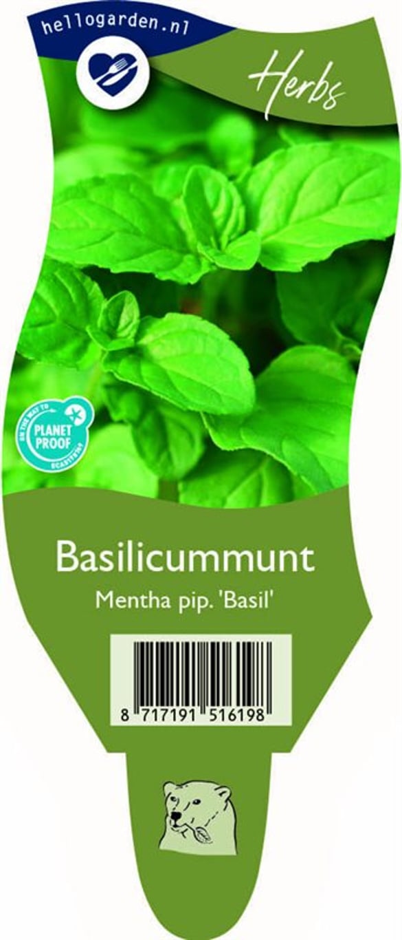 Mentha piperita 'Basil' - P11